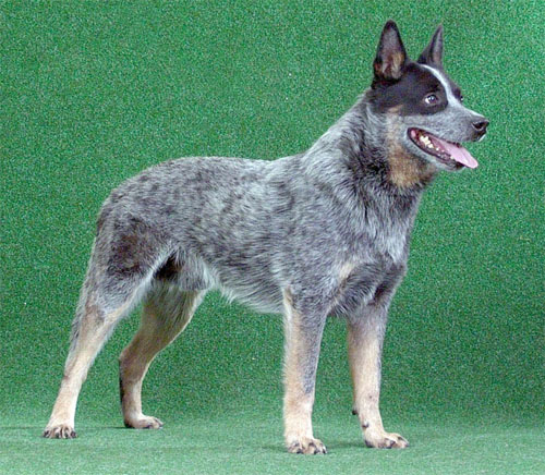 Otto-postoj.jpg